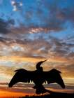 Anhinga silhouetted at sunset-Florida Art Print